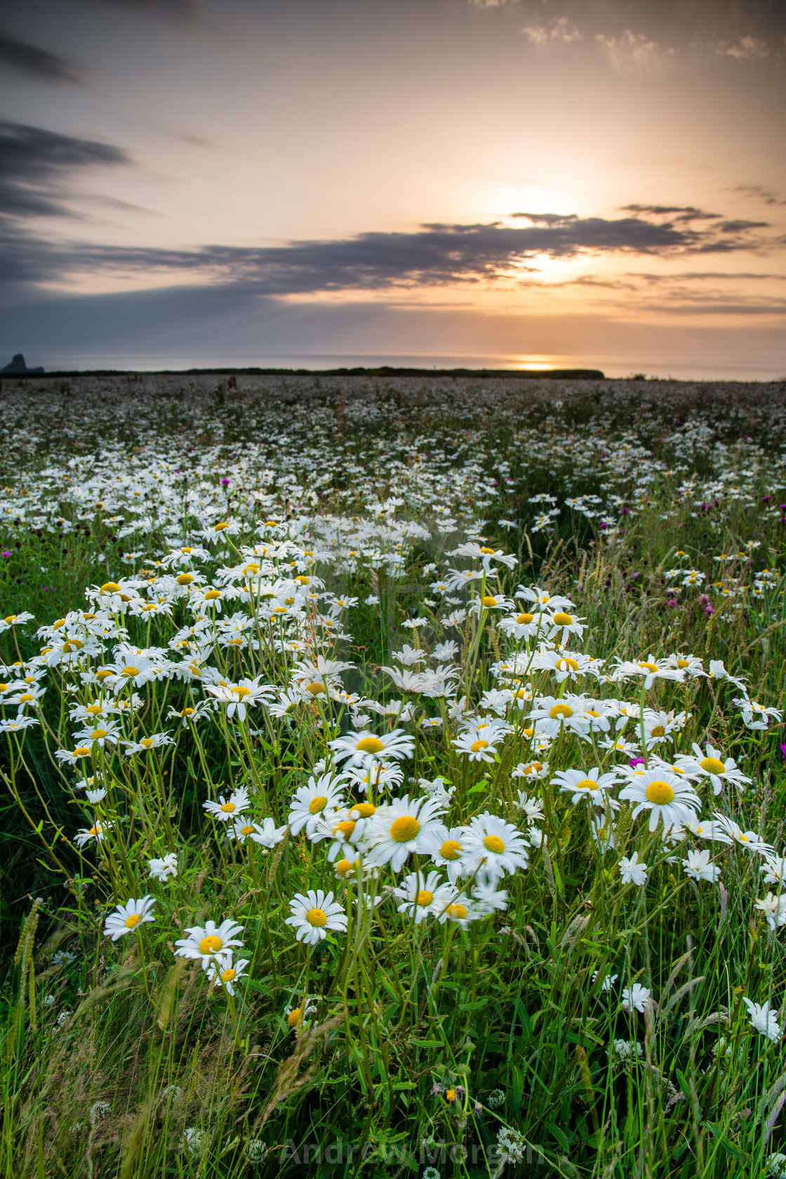 daisy field License, download or print for £12.40 Photos Picfair